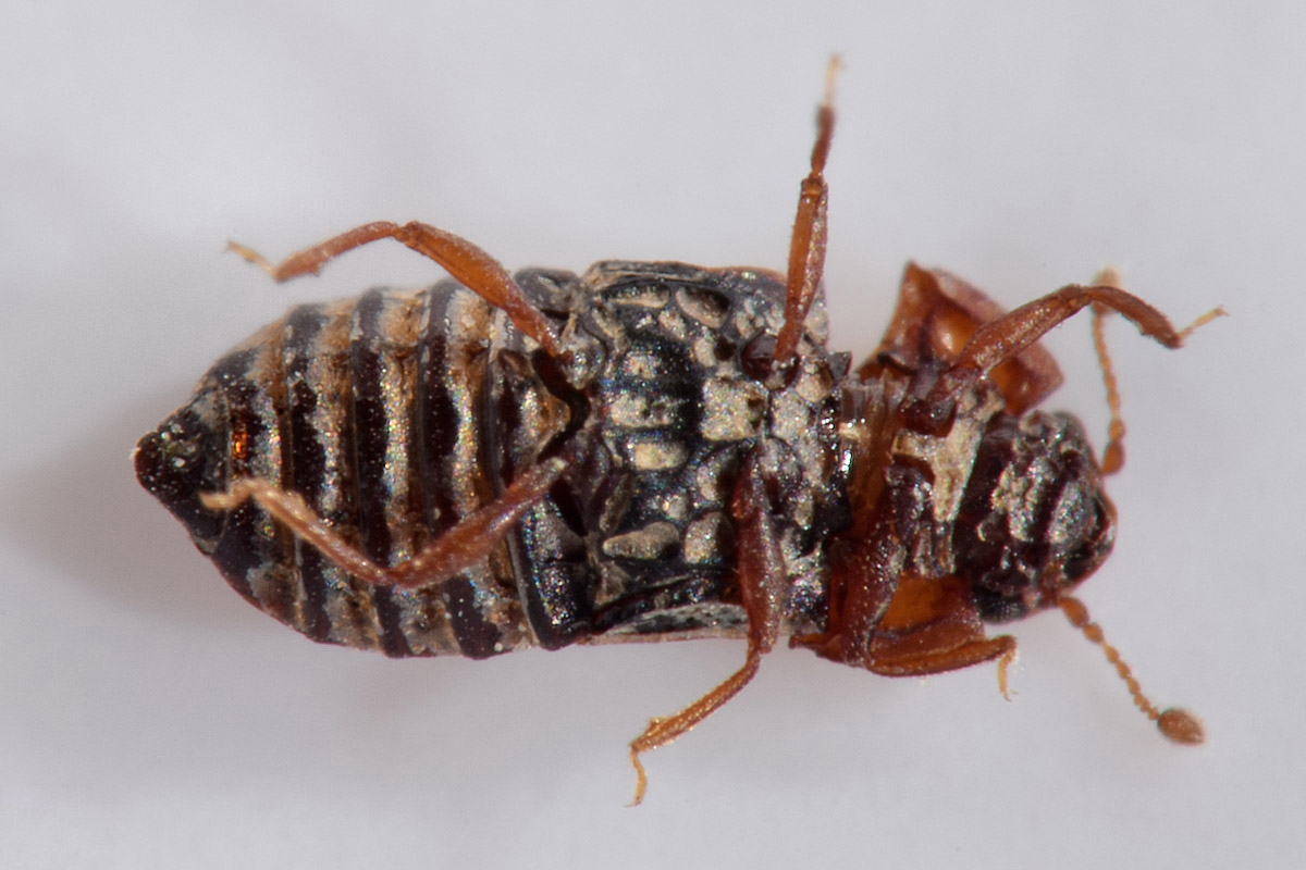 Staphylinidae:  Micropeplus sp?  S, Micropeplus staphylinoides